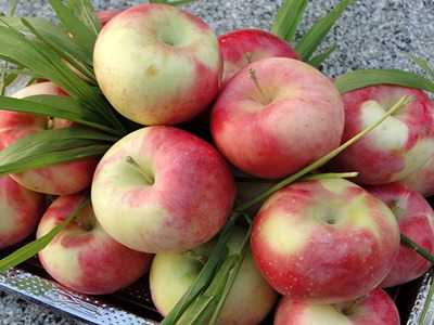 قیمت سیب گلاب دماوند + خرید باور نکردنی